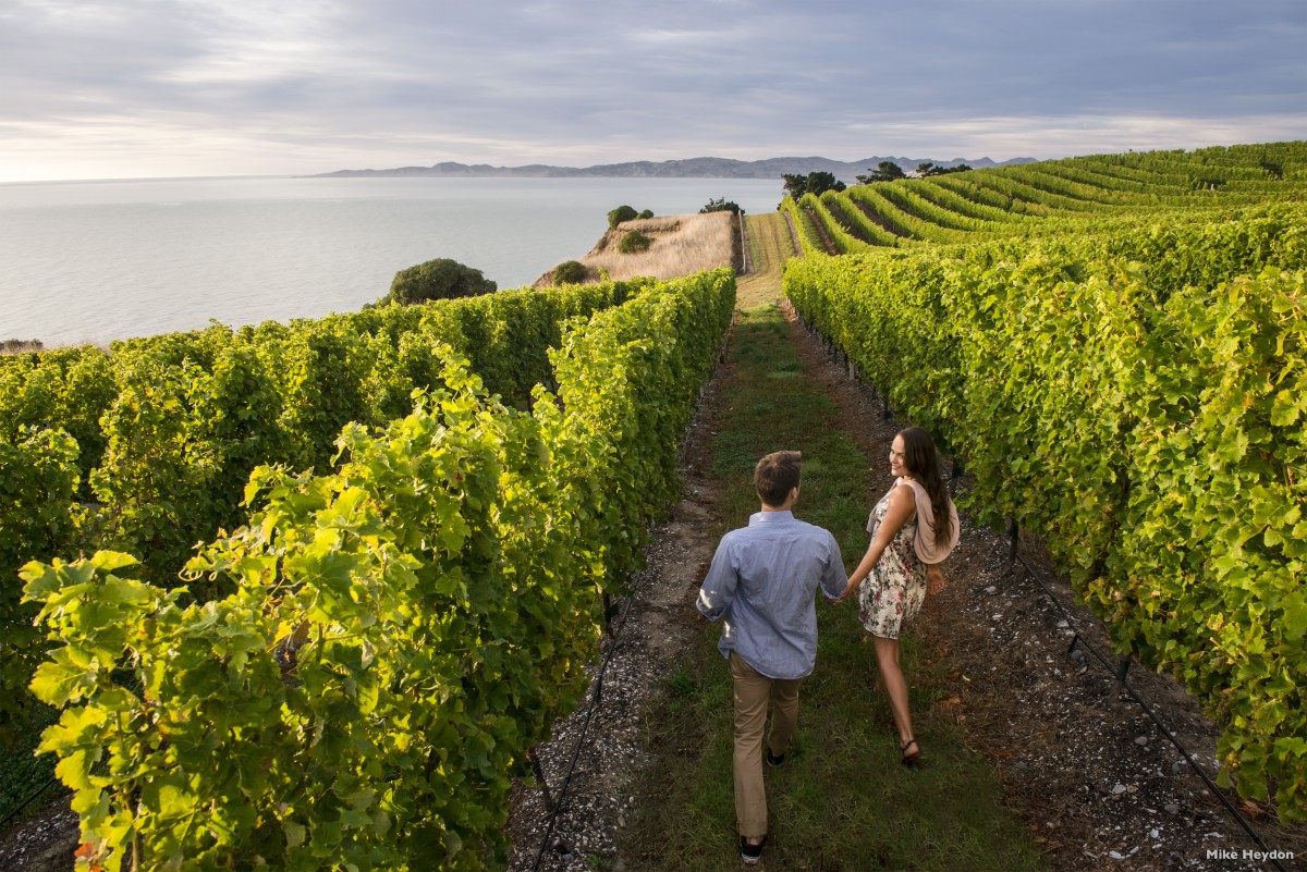 A stroll down vineyard lane