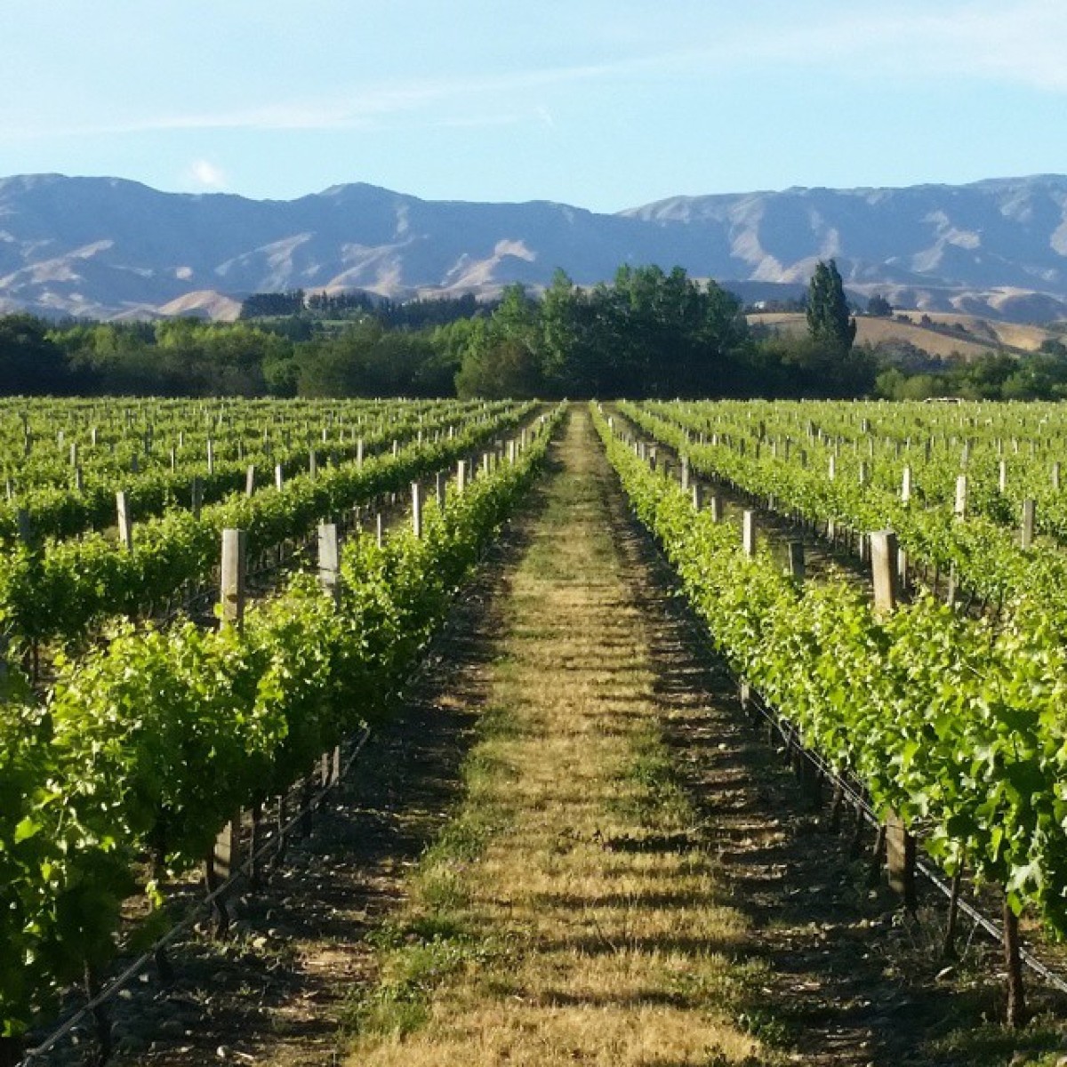 A stroll down vineyard lane