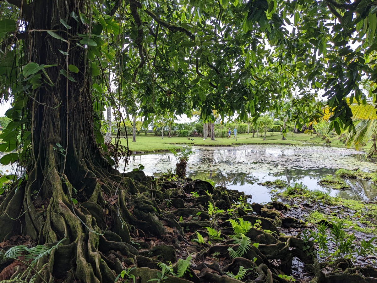 image of Water Gardens Vaipahi