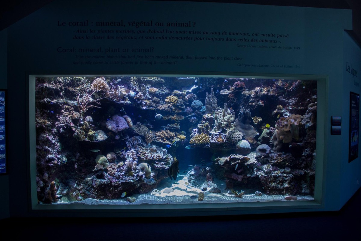 image of Aquarium des Lagons Nouvelle Caledonie (Aquarium des Lagons)