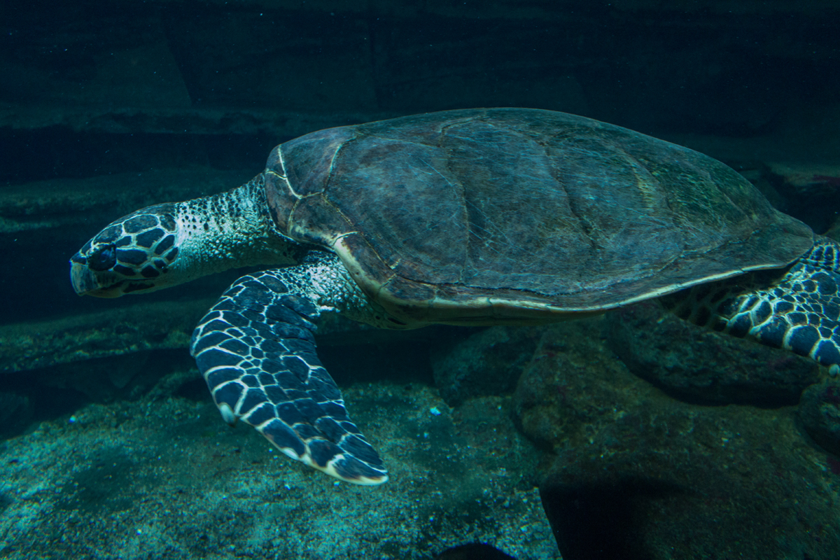 image of The National Aquarium of New Zealand