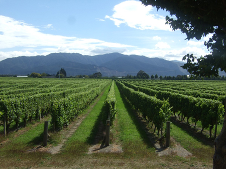 Marlborough vineyards - click to enlarge