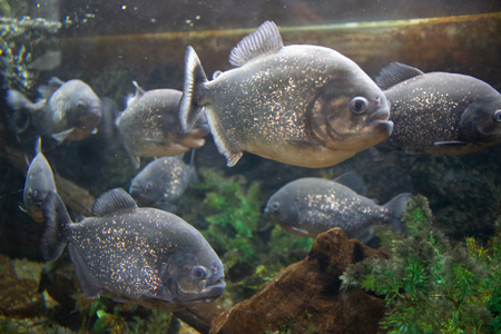 image of The National Aquarium of New Zealand - click to enlarge