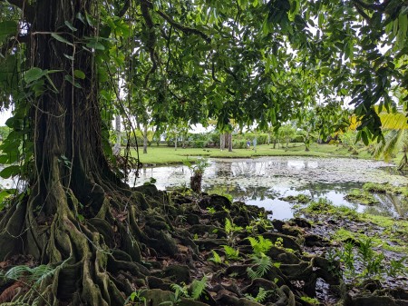 image of Water Gardens Vaipahi - click to enlarge