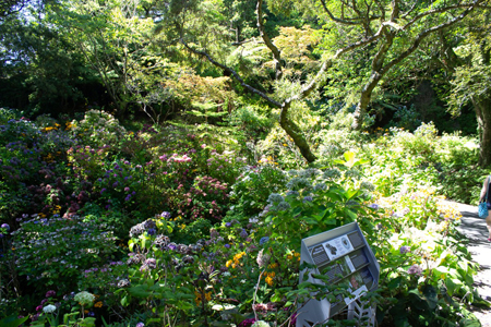 image of Wellington Botanic Gardens - click to enlarge