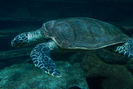 image of The National Aquarium of New Zealand - click to enlarge